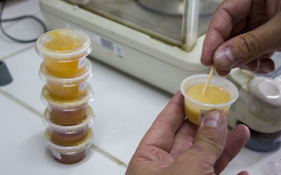 Identifican actividad antioxidante y antimicrobiana de mieles chilenas