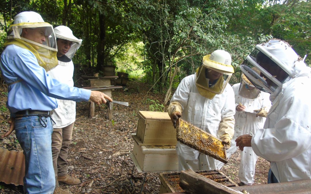 Costa Rica concluye el primer monitoreo de apiarios