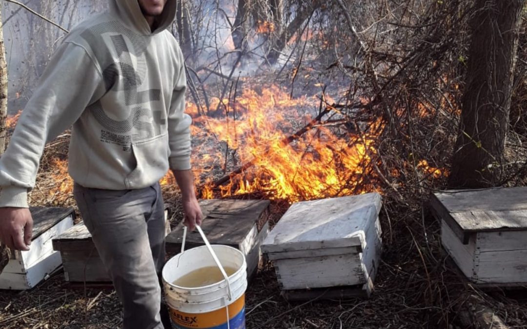 Salud Apícola Latinoamérica en Argentina alerta sobre severas consecuencias de incendios intencionales