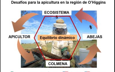 Taller abordó los desafíos y oportunidades de la apicultura para la Región de O’Higgins